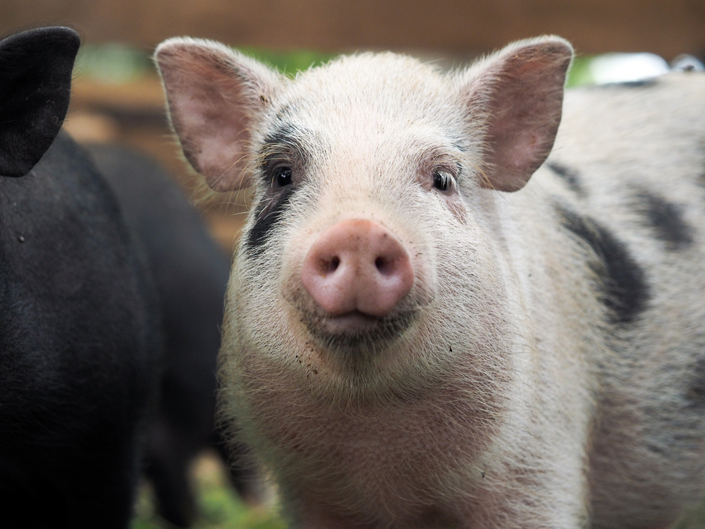 Agriculture Recruiter Accountability: The Agriculture Recruiter Search Firm