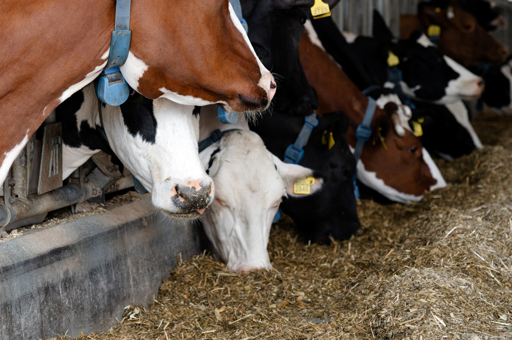Agriculture Recruiter Assessment: The Agriculture Recruiter Search Firm