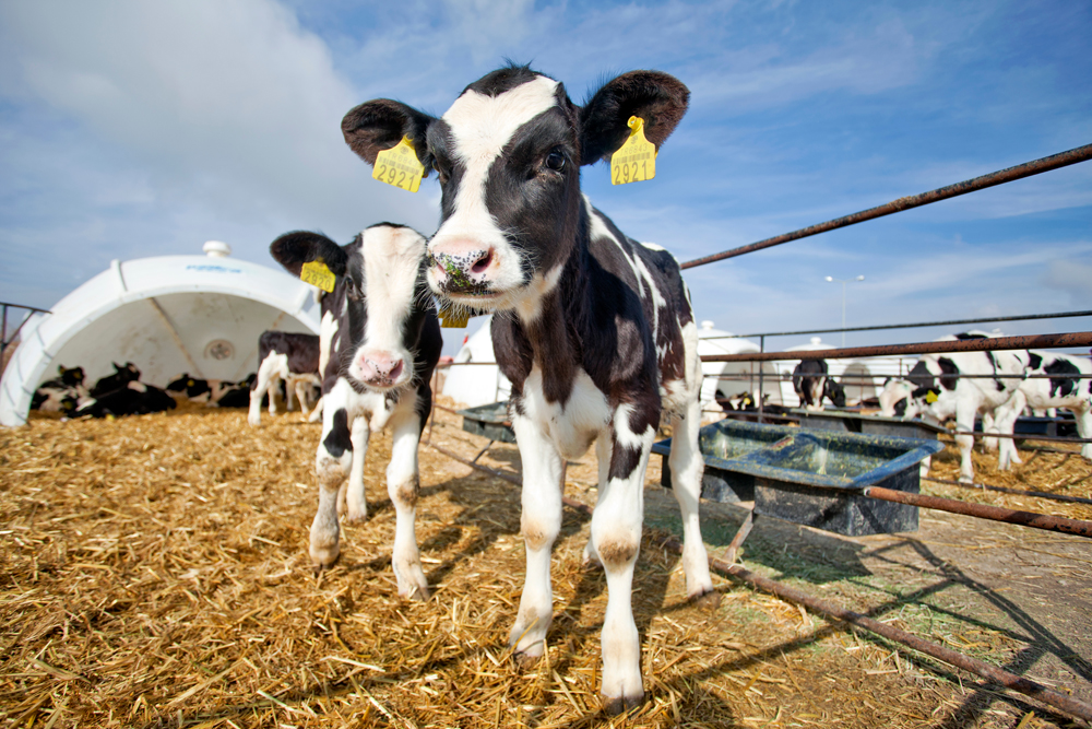 Agriculture Recruiter Transparency: The Agriculture Recruiter Search Firm