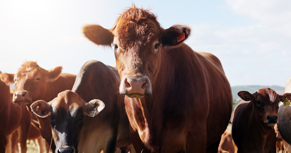 Agriculture Recruitment Leader: The Agriculture Recruiter Search Firm